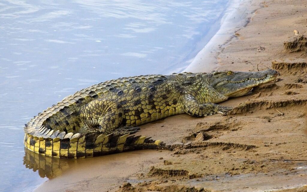 croc zambezi