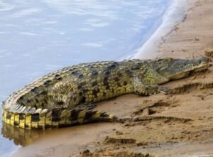 croc zambezi