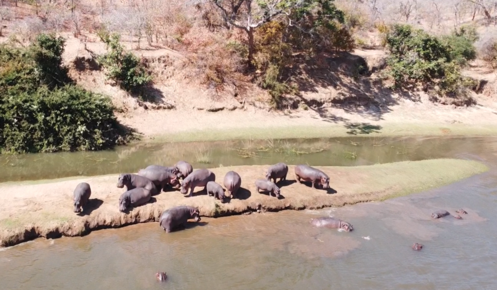 hippos_dji