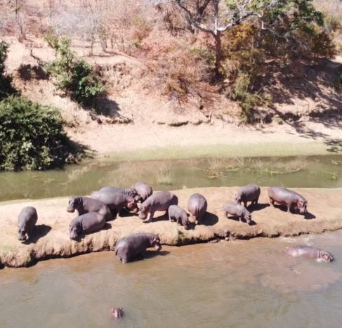 hippos_dji