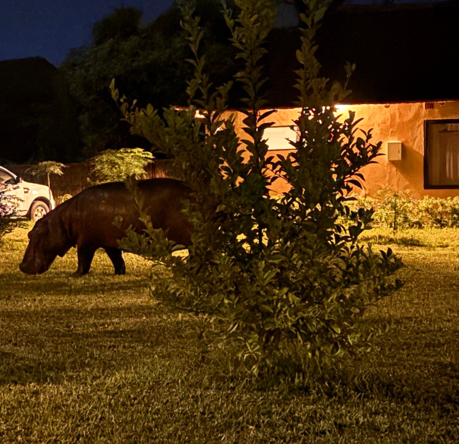 night guest