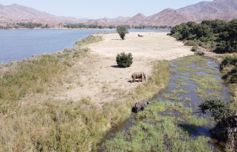 Elephant_PickNick_Jul25