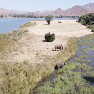 Elephant PickNick Jul25 Scaled E1786549197564 300x300