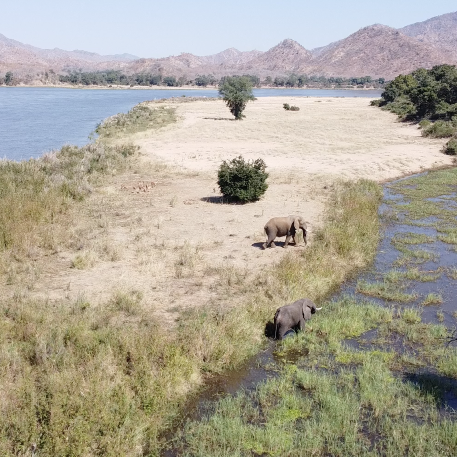 Elephant_PickNick_Jul25