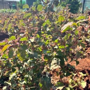 Odegaard Farms african blue basil