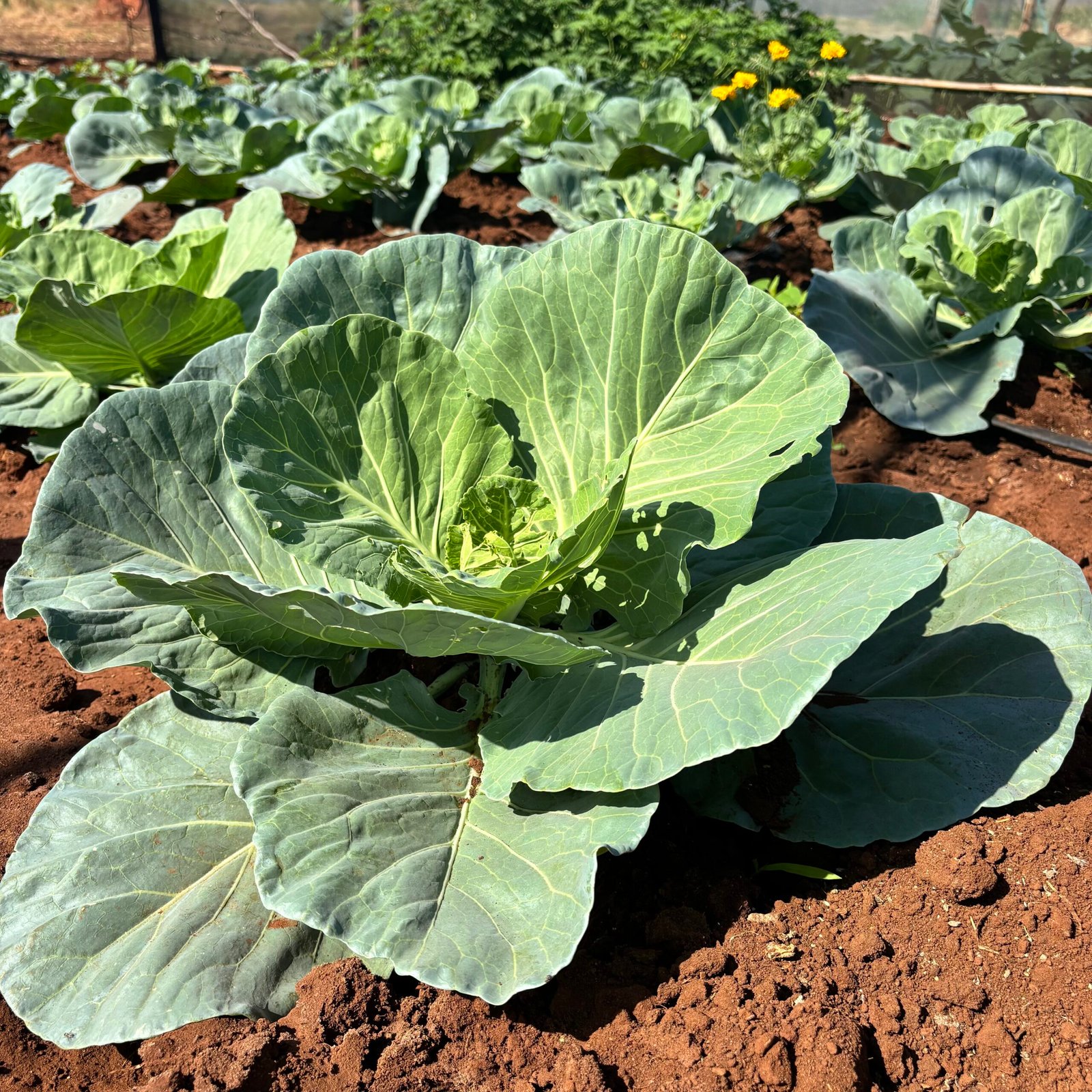 Odegaard Farms cabbage5