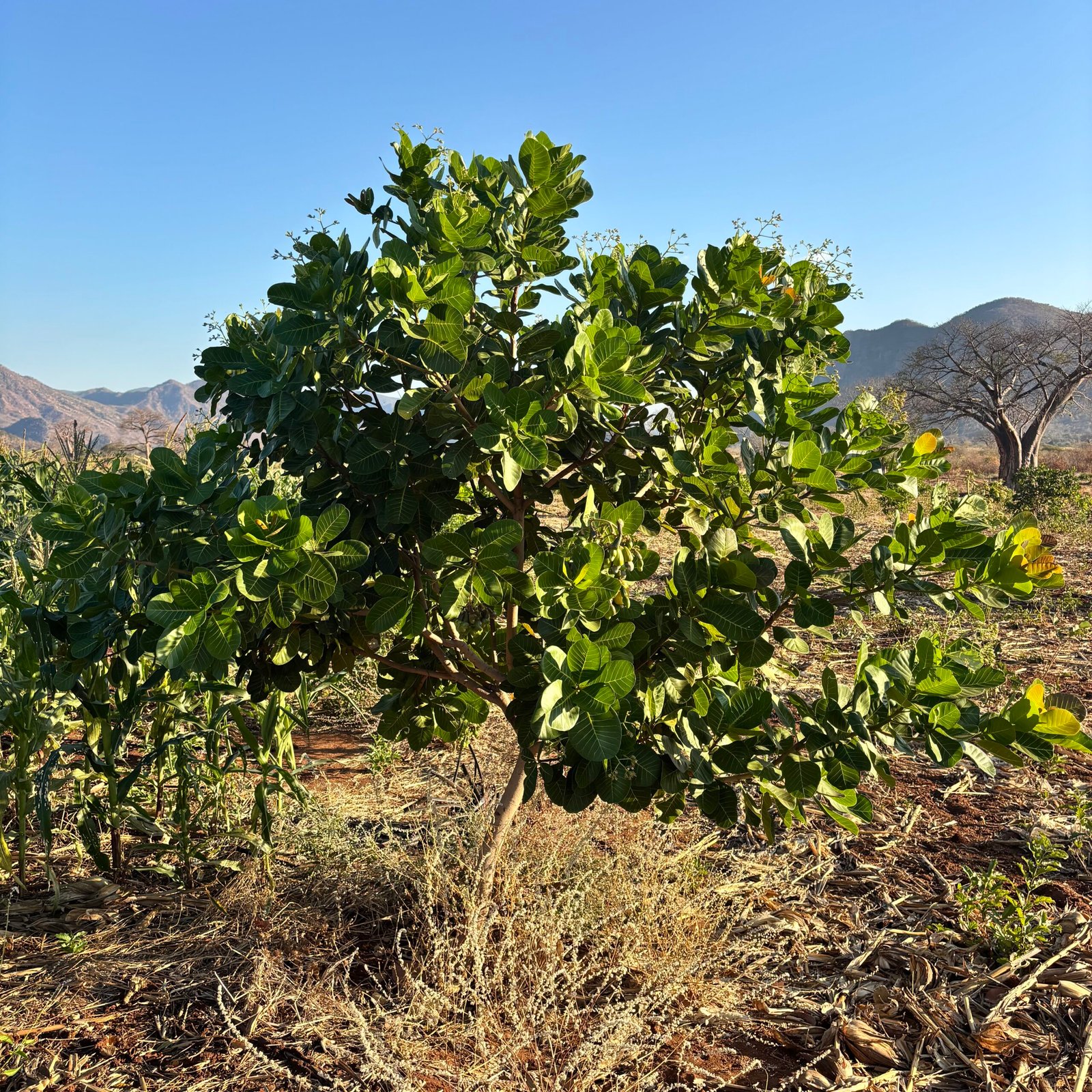 Odegaard Farms cashew nut tree