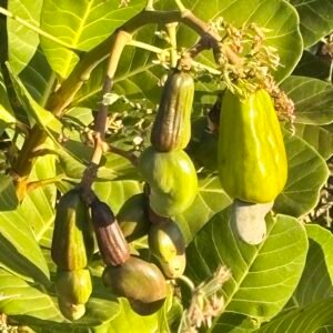 Odegaard Farms cashew nut3