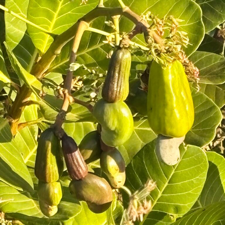 Home cashew nut3