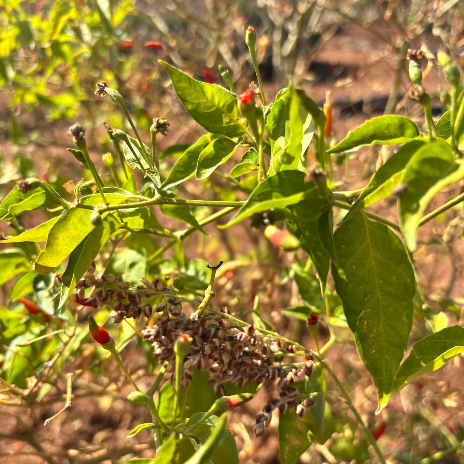 chili1