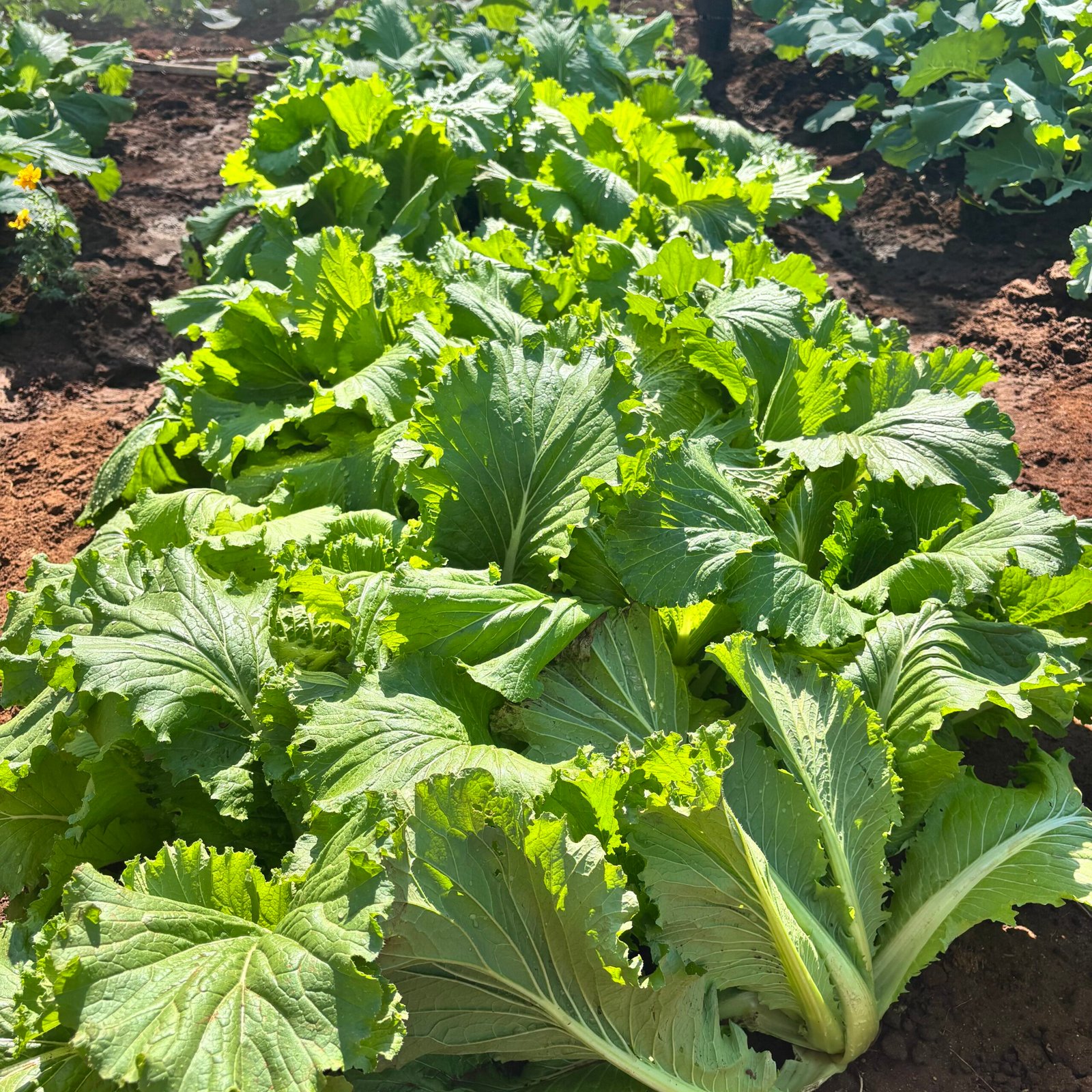 Odegaard Farms chinese cabbage1