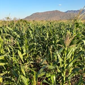 Odegaard Farms corn