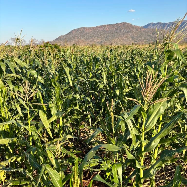 Home corn