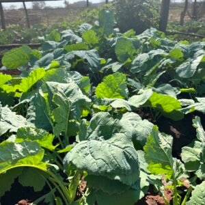 Odegaard Farms kale1