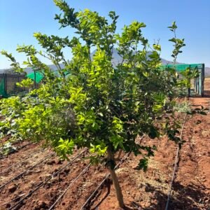 Odegaard Farms lemon tree2
