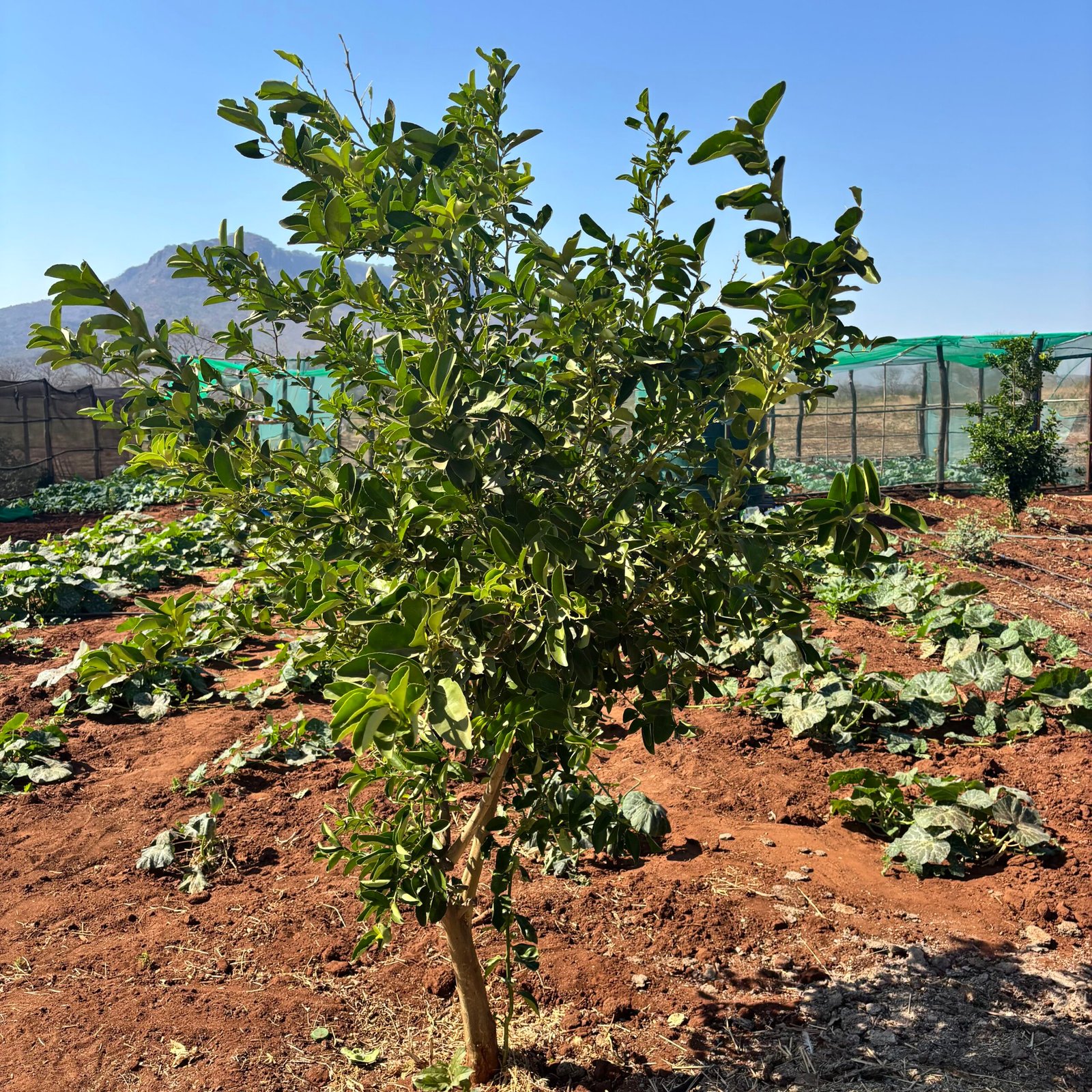 Odegaard Farms lemon tree3