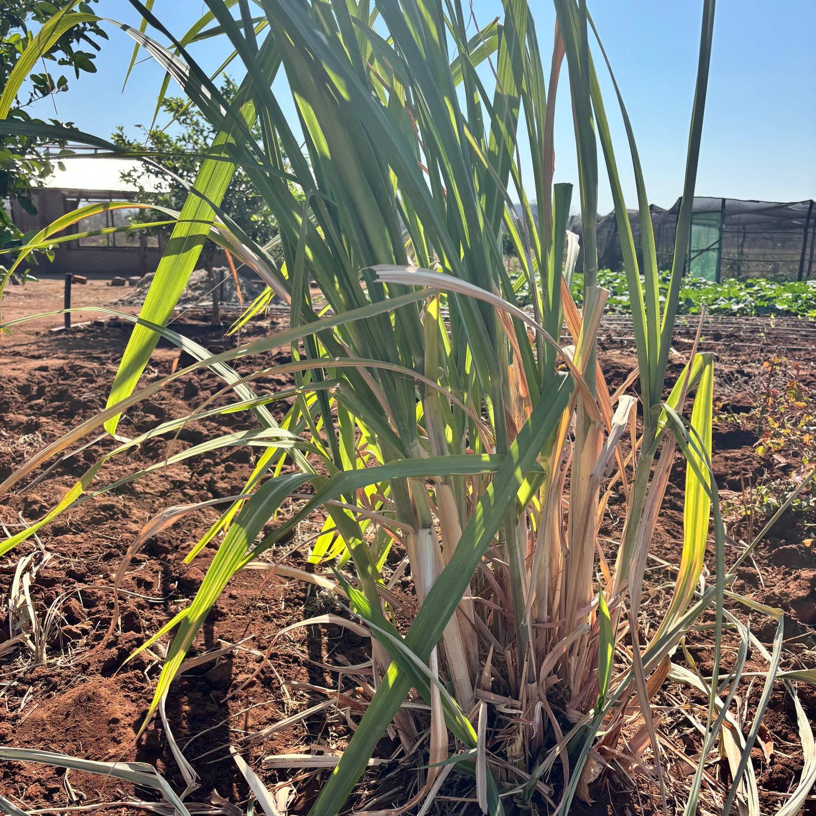 Odegaard Farms lemongrass