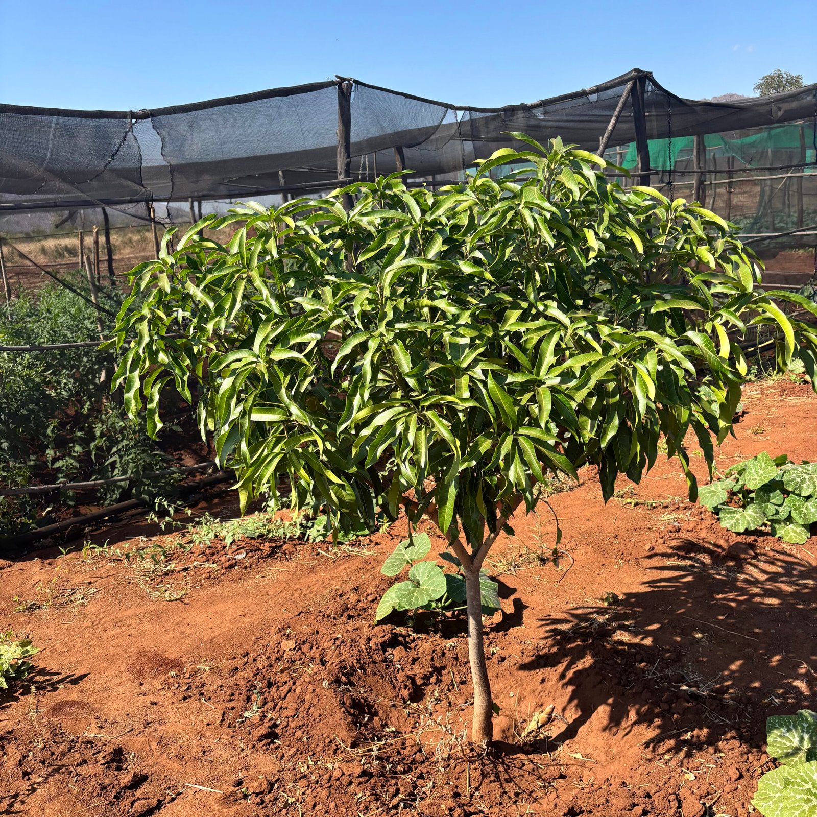 Odegaard Farms mango tree1