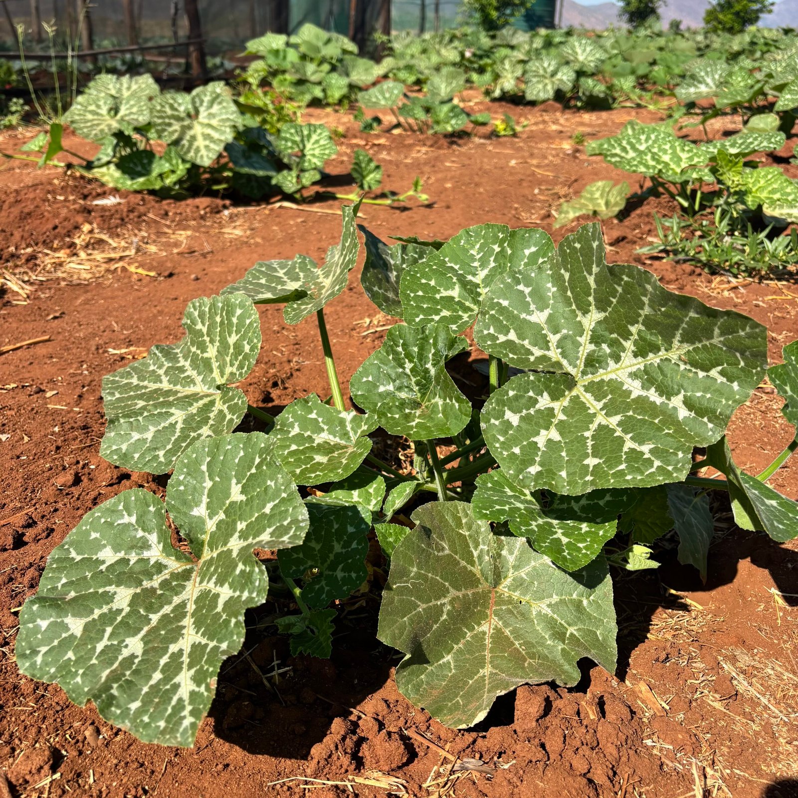 Odegaard Farms pumpkin leaves1