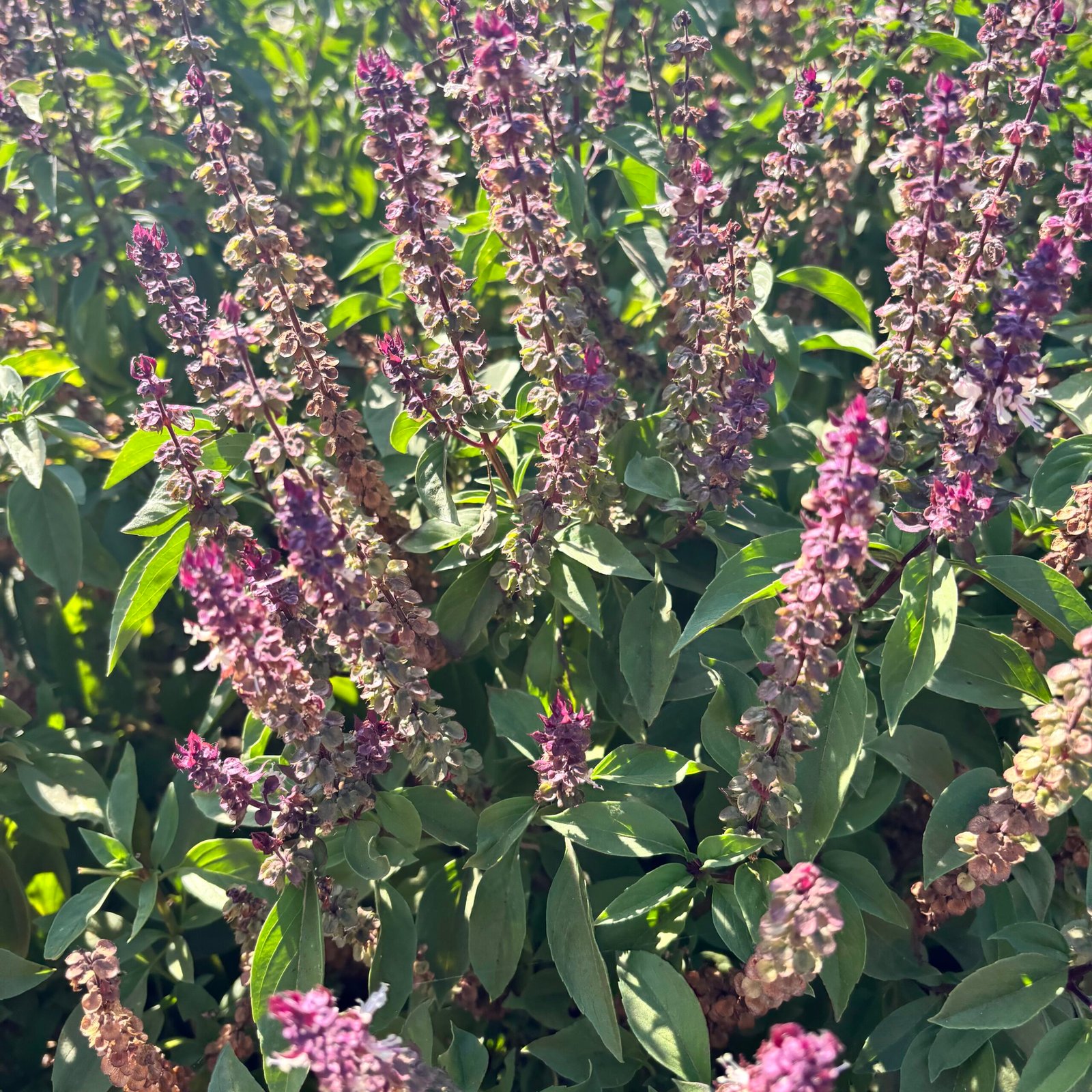 Odegaard Farms thai basil