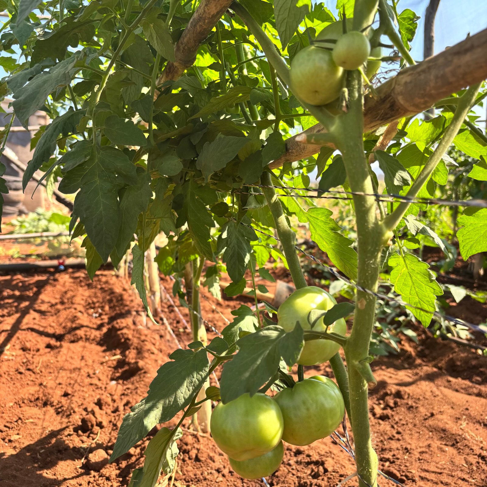 Odegaard Farms tomato1