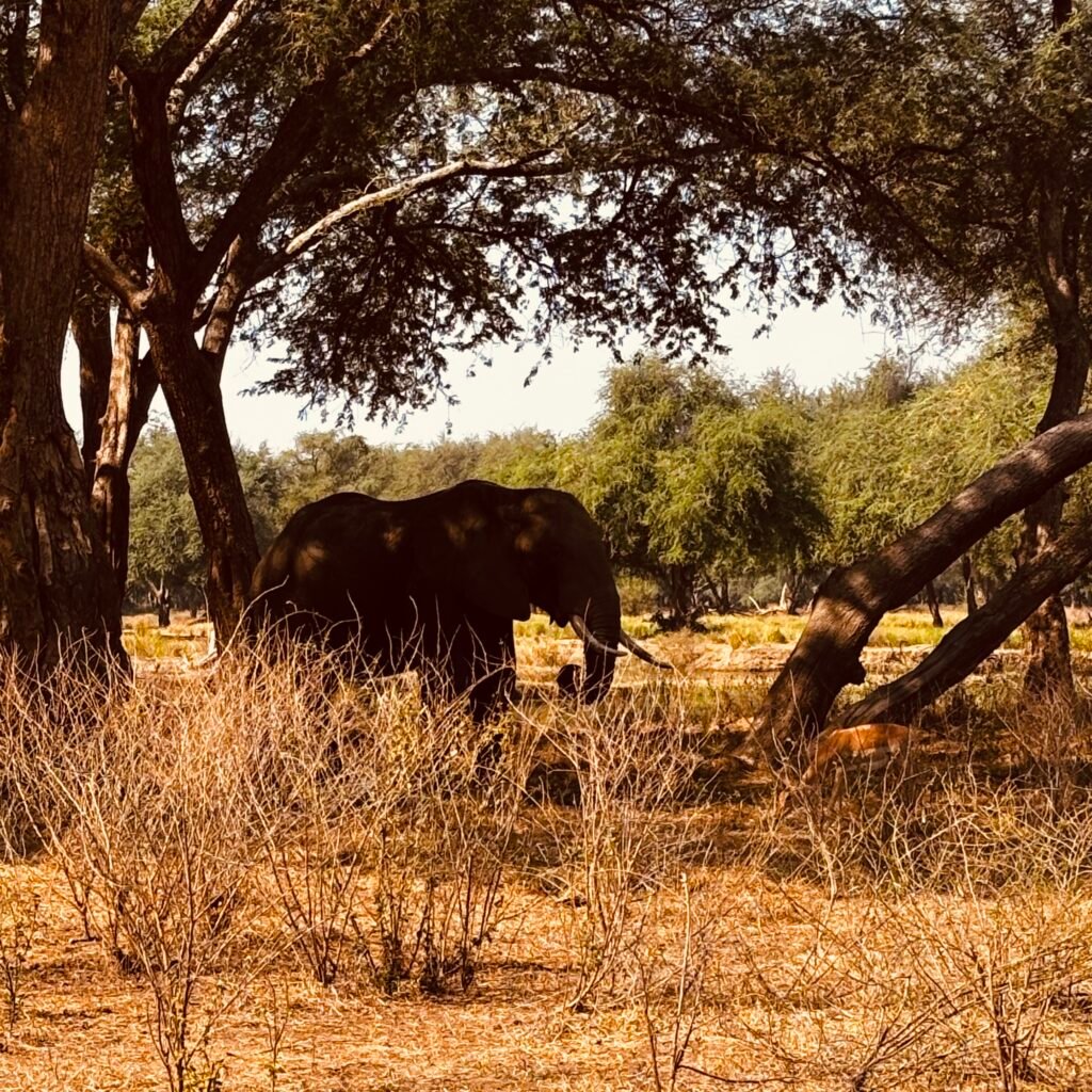 elephant