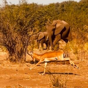 elephant impala