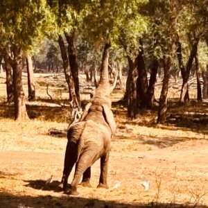 elephant3