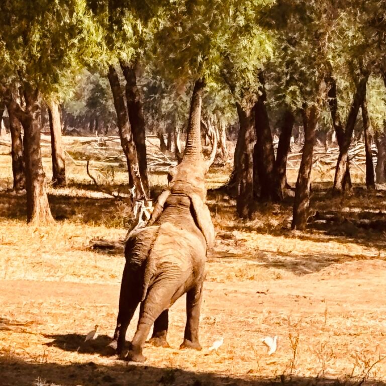 Home elephant3