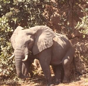 elephantriver