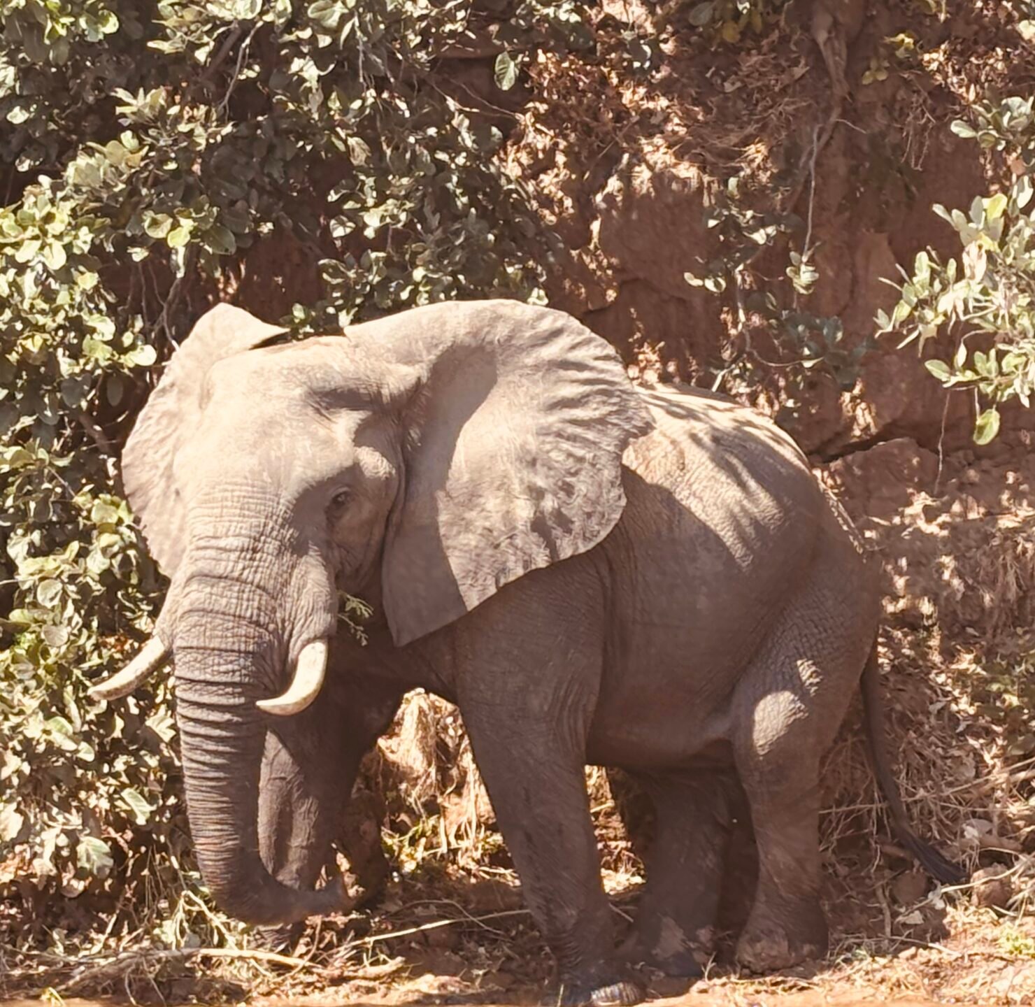 elephantriver