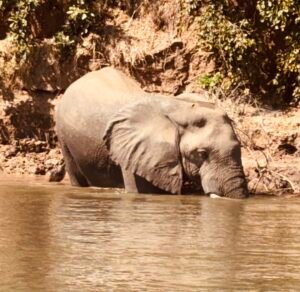Activity: Boat Safari - National Park (excl. entry fee, min. 2 pp.) elephantriver1