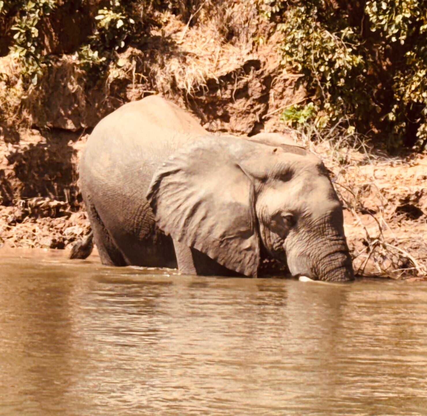 elephantriver1