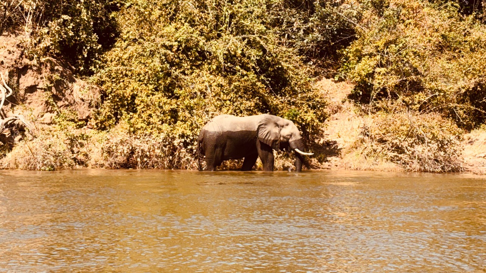 elephantriver2