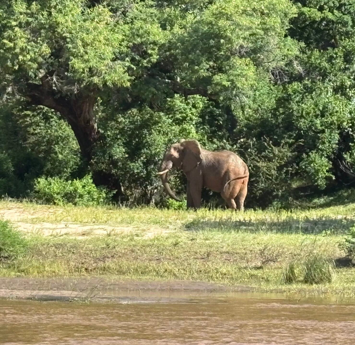 elephantriver4