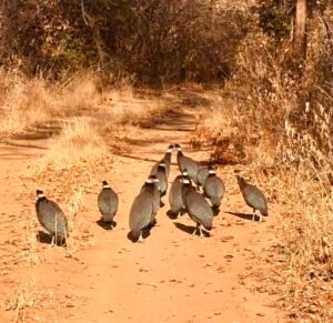 guineafowl helmeted