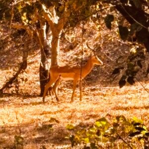 impala
