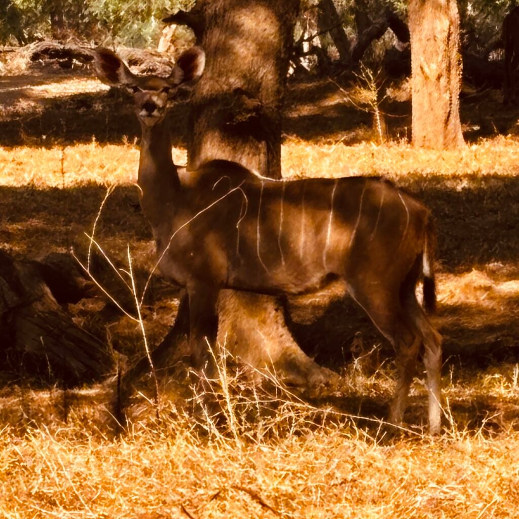 kudu2