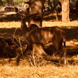 kudu2