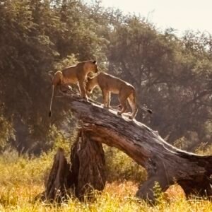 lion2