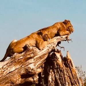 lion4