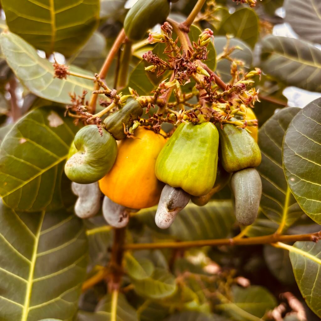 cashew nuts